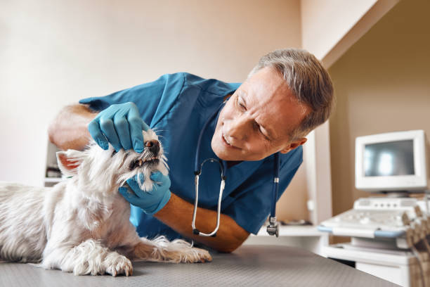 Best After-Hours Emergency Dentist in Spring Mount, PA